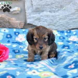 Olivia, Dachshund Puppy